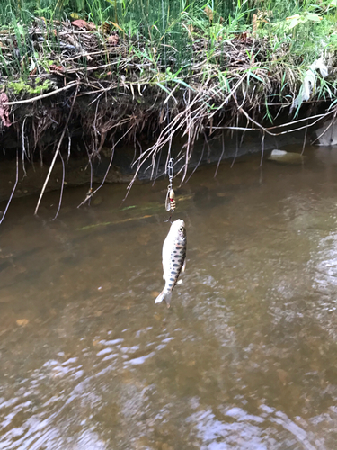 ヤマメの釣果