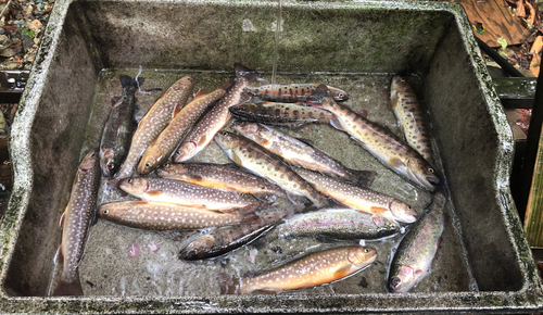 イワナの釣果