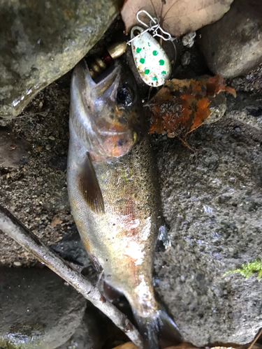 ニジマスの釣果