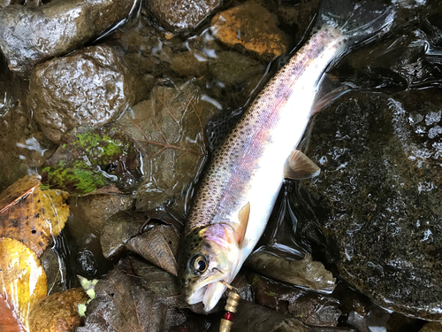 ニジマスの釣果