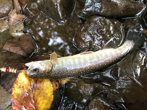 オショロコマの釣果