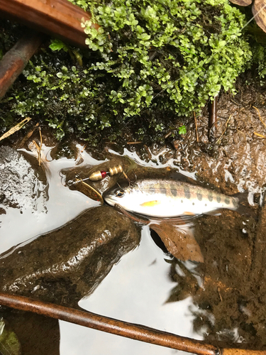 ヤマメの釣果