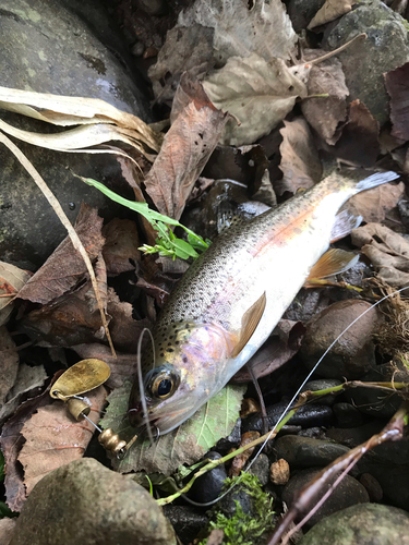 ニジマスの釣果