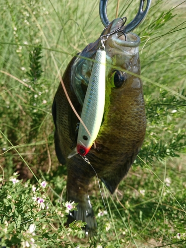 ブルーギルの釣果