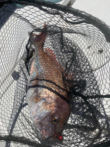 タイの釣果