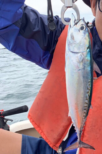 ソウダガツオの釣果