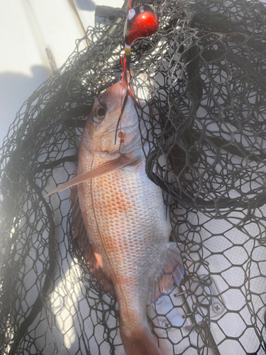 タイの釣果