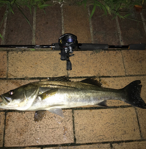 シーバスの釣果