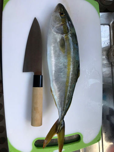 ツバスの釣果