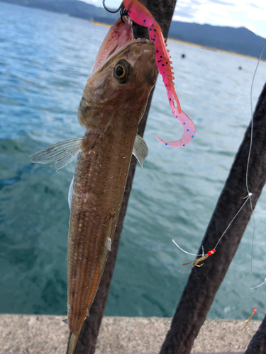 エソの釣果