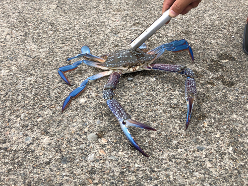 タイワンガザミの釣果