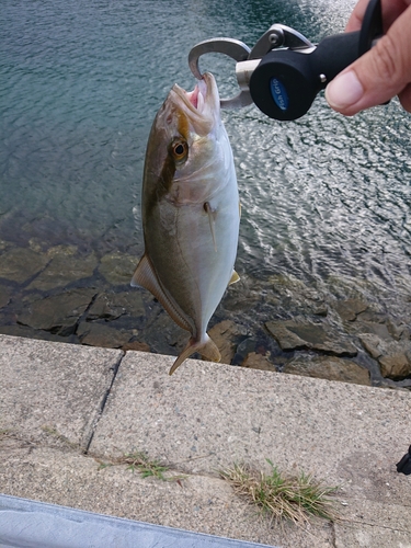 ツバスの釣果