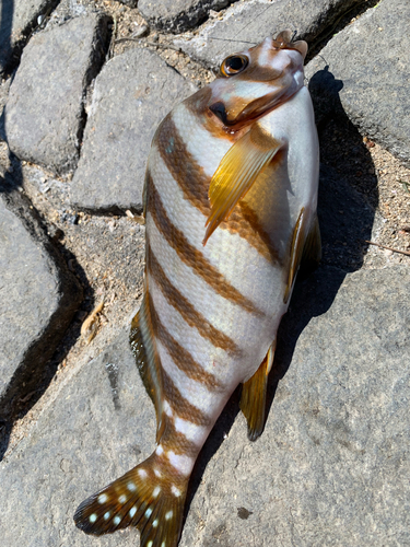 タカノハダイの釣果