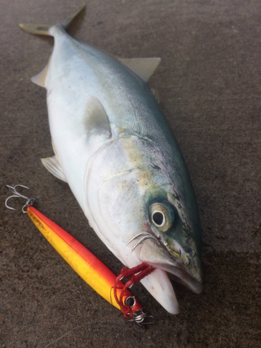 ワカシの釣果