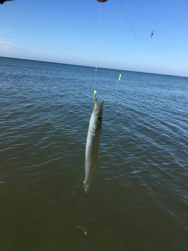 カマスの釣果