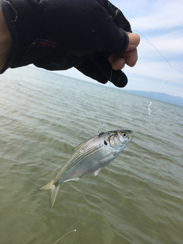 コノシロの釣果