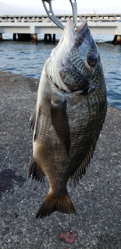 釣果