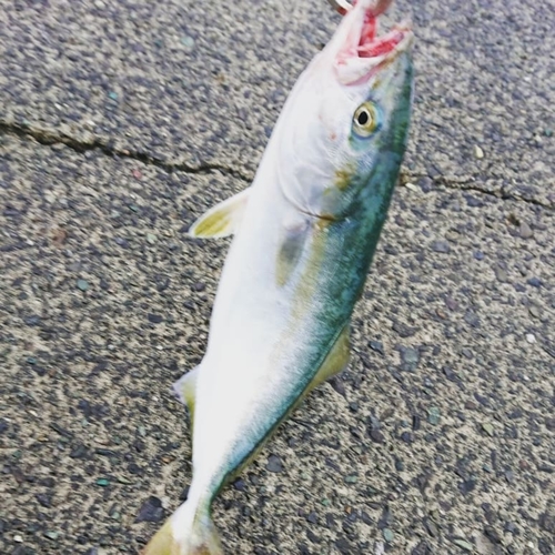 イナダの釣果