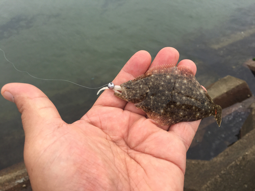 ウミタナゴの釣果