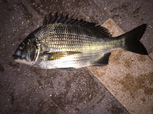 クロダイの釣果