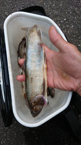 イワナの釣果