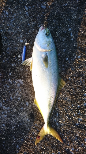 ツバスの釣果