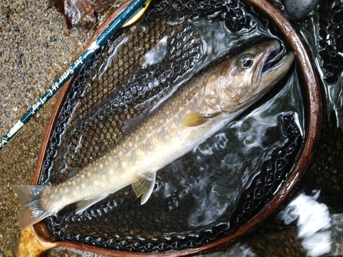 イワナの釣果