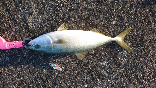 ツバスの釣果