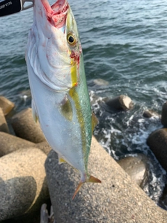 ツバスの釣果