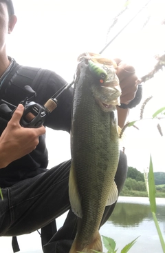 ブラックバスの釣果