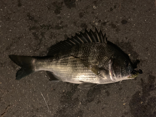 チヌの釣果