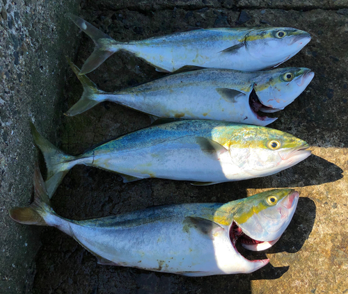 ハマチの釣果