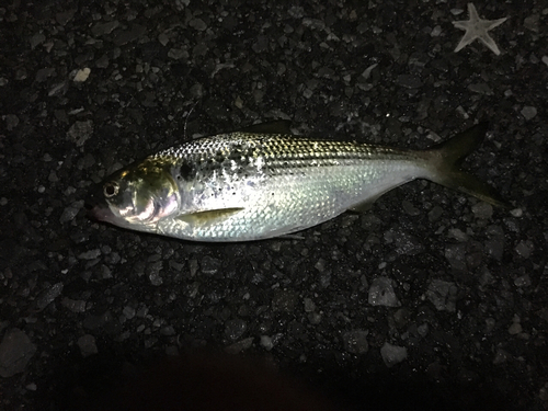 コノシロの釣果