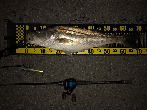 シーバスの釣果