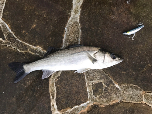 セイゴ（マルスズキ）の釣果