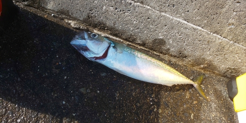 マサバの釣果