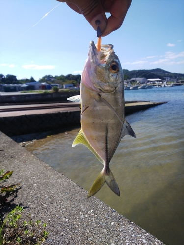 メッキの釣果