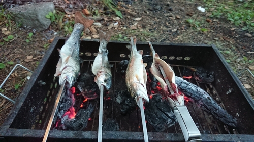 ヒメマスの釣果