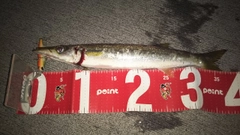 アカカマスの釣果