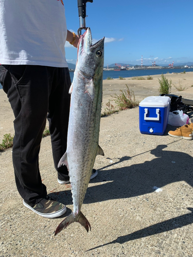 サワラの釣果