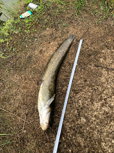 ナマズの釣果