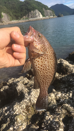 オオモンハタの釣果