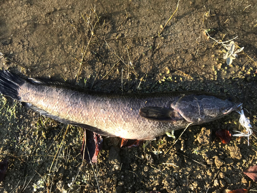 ライギョの釣果