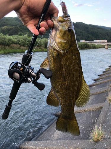 スモールマウスバスの釣果