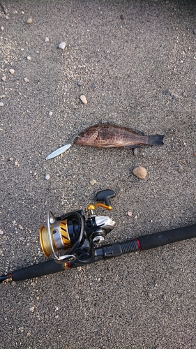 オオモンハタの釣果