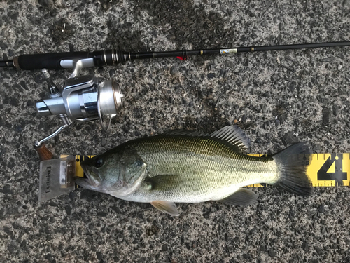 ブラックバスの釣果