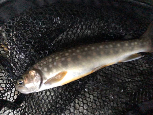 イワナの釣果