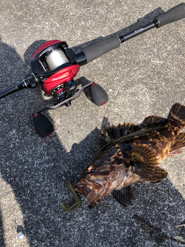 タケノコメバルの釣果