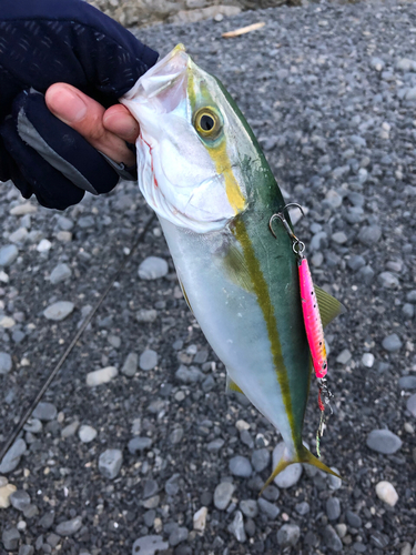 ツバスの釣果