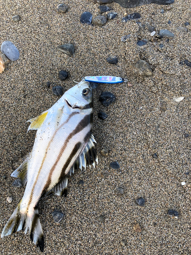 コトヒキの釣果